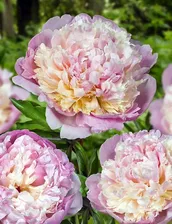 Пион Paeonia Madame Calot 2/3