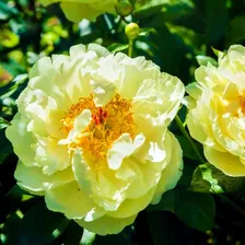 Пион Lemon Chiffon (Лемон Шифон)