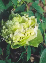 Пион Зеленые Бобы (1 шт)