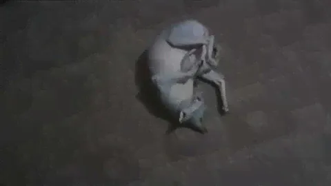 Кот Пион