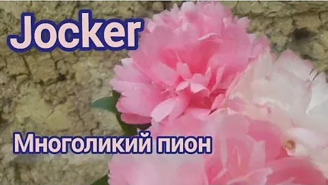 Джокер- необычный многоликий пион! Jocker