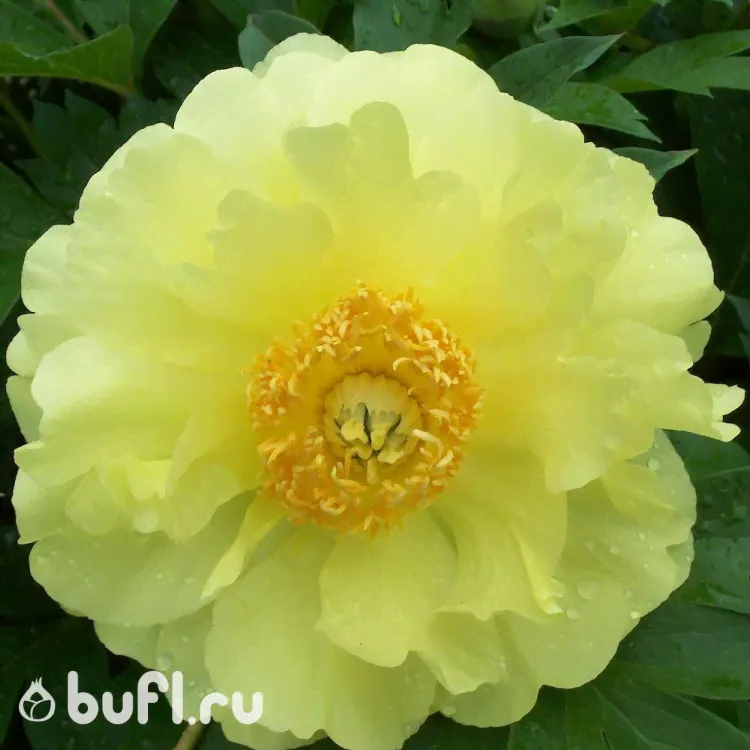Пион itoh Yellow Doodle Dandy-0