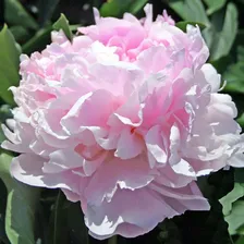 Пион «Пинк Джайнт» («Pink Giant»)