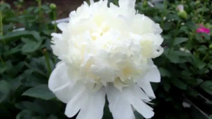 Peony Princess Bride - www.peonyshop.com