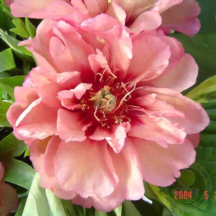 Пион Хиллари (Paeonia Hillary / Xi la li)-0