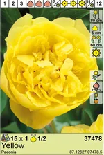BES Луковица Пион Yellow (x1)