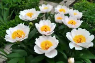 Пион Элизабет Кан (Paeonia Elizabeth Cahn)