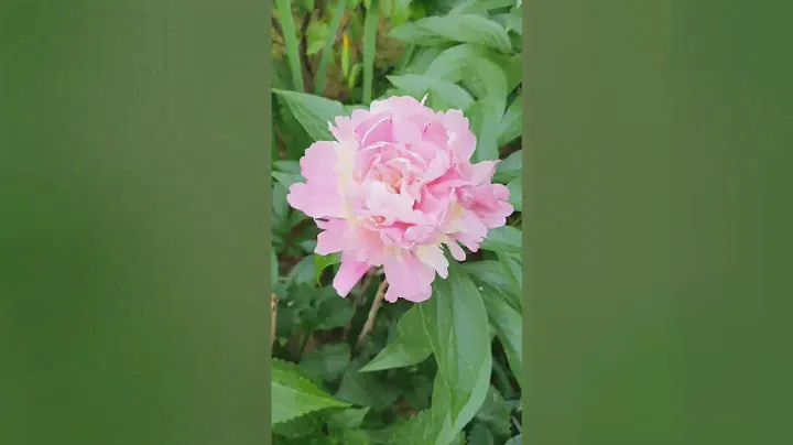 Peony raspberry sundae