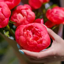 Пион коралловый поштучно (Голландия)
