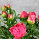 Пион коралловый «Корал шарм», Голландия
