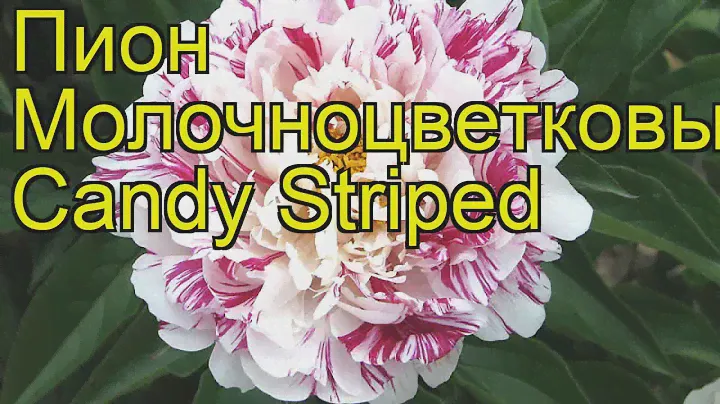 Пион молочноцветковый Кэнди Стрипед. Краткий обзор, описание paeonia lactiflora Candy Striped