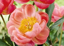 Пион Корал Шарм (Coral Charm)