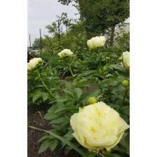 Пион LEMON CLOUDS