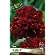 Саженец ОКС Пион гибридный Red Grace, 2/3 n (1 шт.)