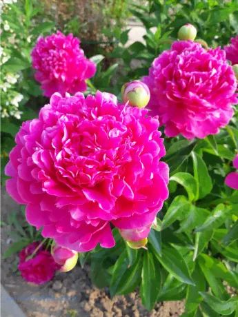Пион Магента Мун ( Paeonia Magenta Moon)-0