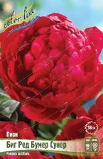 Пион Биг Ред Бумер Сунер Paeonia lactiflora BIG RED BOOMER SOONER 2/3 n 1 шт. капер,Колорлайн
