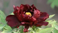 Пион Блэк Бьюти саженцы