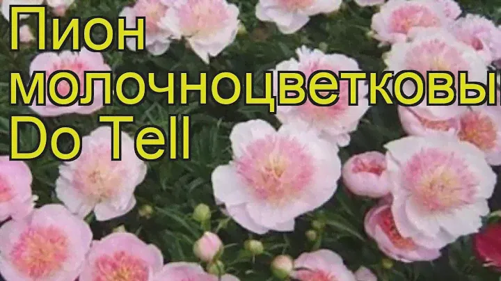 Пион молочноцветковый Ду Телл (Do Tell). Краткий обзор, описание характеристик, где купить саженцы