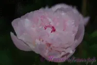 Пион травянистый 'Леди Орчид' / Paeonia 'Lady Orchid'-4