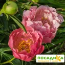 Пион Пинк Гавайан Корал