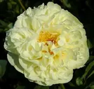 Lemon Chiffon \ Лемон Шифон (Пион)