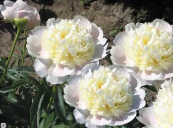Пион Чарльз Уайт (Paeonia Charles White)-0