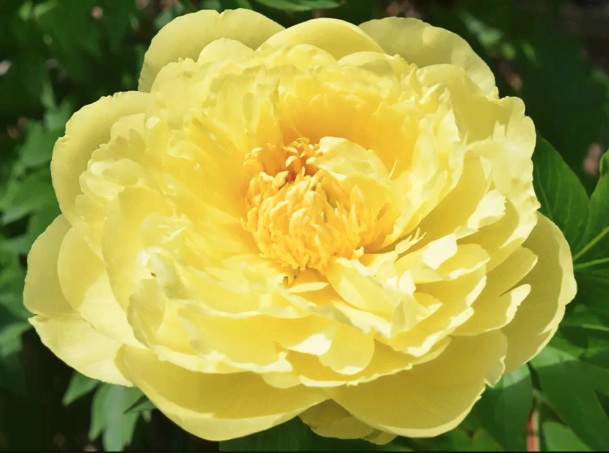 Пион Yellow Dooble Dandy