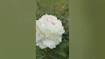 Пион Мадам де Верневиль