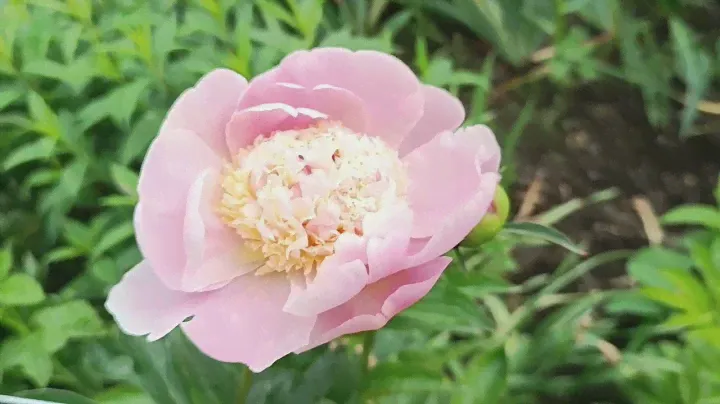 пион PINK LEMONADE
