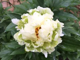 Paeonia Green Halo Пион Грин Хало