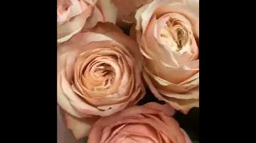 Букет из Пионовидных роз Кахала 11 шт
