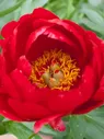 Пион (Paeonia) «Red Red Rose»