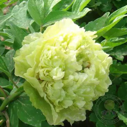 Пион Зеленые Бобы (Paeonia Dou Lu / Green of Beans / Pea Green)-0