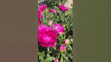 Пионы в ботаническом саду