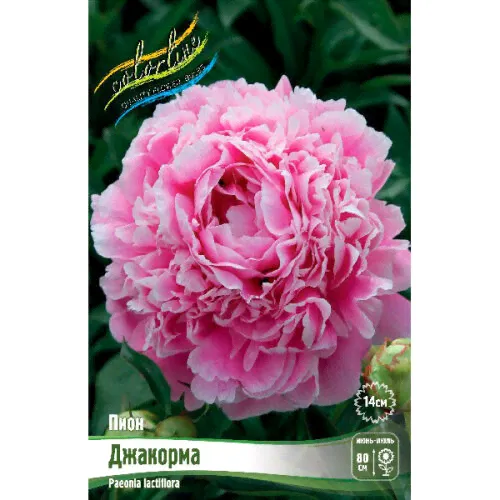 Пион молочноцветковый Jacorma, 2/3 n (1 шт.)