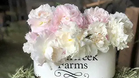 Peony Comparisons, Mothers Choice, Shirley Temple & Marie Lemoine