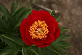Пион Paeonia Fairy Princess 2/3