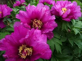 Paeonia Morning Lilac Пион Монинг Лилак