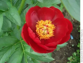 Пион Red Red Rose (Ред Ред Роуз)