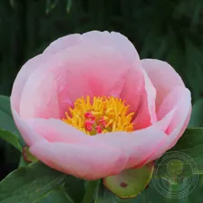 Пион Софт Салмон Сосер (Paeonia Soft Salmon Saucer)