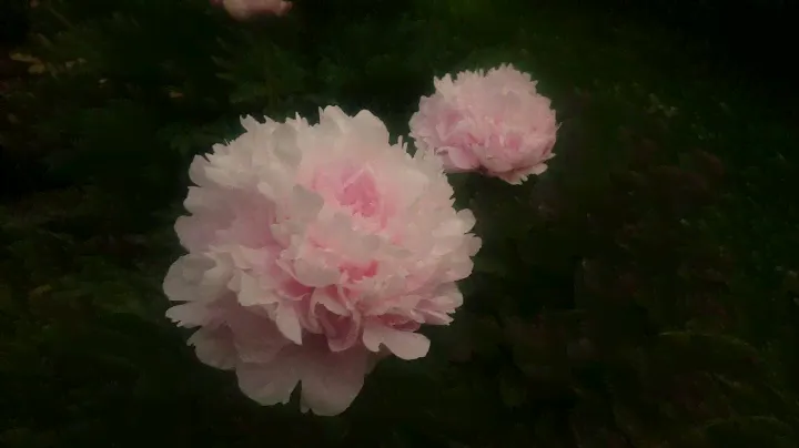 Paeonia Madame Rose Rendatter