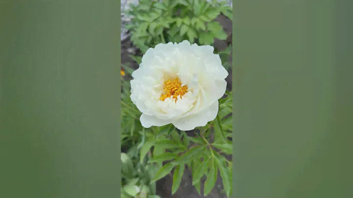 Petite Porcelain peony #ukraine #inmygarden #peony #flowervideo #whiteflower