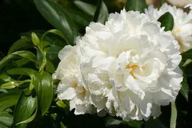 Пион Gardenia 3/5