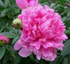 Пион Royal Rose