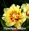 Пион-ИТО Прейри Чарм