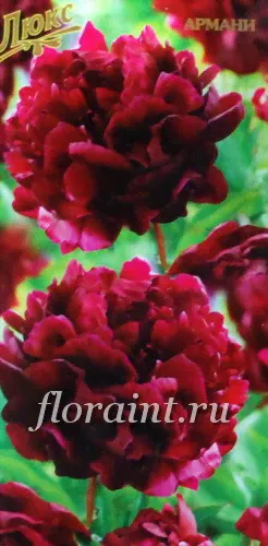 Саженцы: Пион травянистый Армани