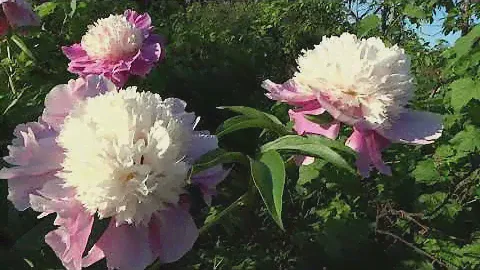 Пион КОРА СТАБС 🌿 Paeonia CORA STUBBS: обзор, описание, цветение, отзыв