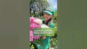 Самые ароматные пионы🌸 ТОП 3 #питомникрастений #пионы #саженцы