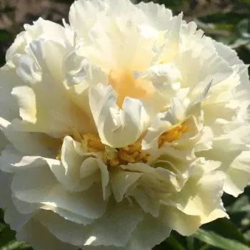 Пион Гранд Массив (Paeonia Grand Massive)-0