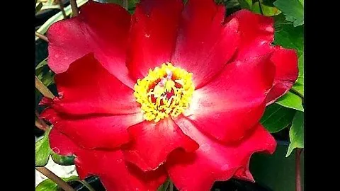 Scarlet Heaven Itoh Peony
